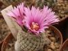 Turbinicarpus mombergii - Кактусы и суккуленты из Харькова от Оли и Сергея Мирошниченко