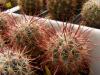 Sclerocactus polyancistrus Coaldale - Кактусы и суккуленты из Харькова от Оли и Сергея Мирошниченко