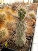 Tephrocactus alexanderi v. bruchii DJF318 - Кактусы и суккуленты из Харькова от Оли и Сергея Мирошниченко