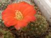 Rebutia tarvitaensis RH1598 - Кактусы и суккуленты из Харькова от Оли и Сергея Мирошниченко