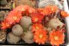 Rebutia heliosa v. cajacensis - Кактусы и суккуленты из Харькова от Оли и Сергея Мирошниченко