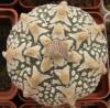 Astrophytum asterias cultivar 'Superkabuto' V-pattern - Кактусы и суккуленты из Харькова от Оли и Сергея Мирошниченко