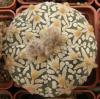 Astrophytum asterias cultivar 'Superkabuto' V-pattern - Кактусы и суккуленты из Харькова от Оли и Сергея Мирошниченко