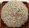 Astrophytum asterias cultivar 'Superkabuto' V-pattern - Кактусы и суккуленты из Харькова от Оли и Сергея Мирошниченко