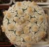 Astrophytum asterias cultivar 'Superkabuto' V-pattern - Кактусы и суккуленты из Харькова от Оли и Сергея Мирошниченко