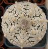 Astrophytum asterias cultivar 'Superkabuto' V-pattern - Кактусы и суккуленты из Харькова от Оли и Сергея Мирошниченко