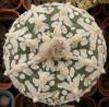 Astrophytum asterias cultivar 'Superkabuto' V-pattern - Кактусы и суккуленты из Харькова от Оли и Сергея Мирошниченко