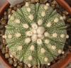 Astrophytum  cultivar 'multicostatus' 'Fukuriyo' - Кактусы и суккуленты из Харькова от Оли и Сергея Мирошниченко