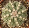 Astrophytum cultivar 'Fukuriyo' - Кактусы и суккуленты из Харькова от Оли и Сергея Мирошниченко