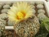 Astrophytum asterias ‘Superkabuto’ - Кактусы и суккуленты из Харькова от Оли и Сергея Мирошниченко