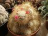 Mammillaria rekoi v. leptacantha - Кактусы и суккуленты из Харькова от Оли и Сергея Мирошниченко