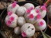 Mammillaria humboldtii - Кактусы и суккуленты из Харькова от Оли и Сергея Мирошниченко