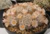 Mammillaria pennispinosa v. nazasensis - Кактусы и суккуленты из Харькова от Оли и Сергея Мирошниченко