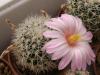 Mammillaria napina - Кактусы и суккуленты из Харькова от Оли и Сергея Мирошниченко