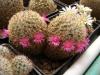 Mammillaria huitzilopochtli FO-13 - Кактусы и суккуленты из Харькова от Оли и Сергея Мирошниченко