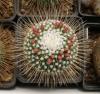 Mammillaria spinosissima  Uno Pico - Кактусы и суккуленты из Харькова от Оли и Сергея Мирошниченко