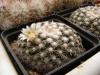 Mammillaria heyderi v. hemisphaerica - Кактусы и суккуленты из Харькова от Оли и Сергея Мирошниченко