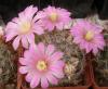 Mammillaria longiflora - Кактусы и суккуленты из Харькова от Оли и Сергея Мирошниченко