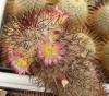 Mammillaria microheliopsis - Кактусы и суккуленты из Харькова от Оли и Сергея Мирошниченко