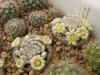 Mammillaria thomsonii - Кактусы и суккуленты из Харькова от Оли и Сергея Мирошниченко