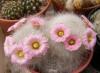 Mammillaria glassii Lau 1186a - Кактусы и суккуленты из Харькова от Оли и Сергея Мирошниченко