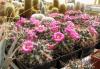 Mammillaria melanocentra - Кактусы и суккуленты из Харькова от Оли и Сергея Мирошниченко