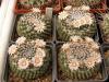 Mammillaria formosa REP1064 - Кактусы и суккуленты из Харькова от Оли и Сергея Мирошниченко