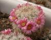 Mammillaria tayloriorum San Pedro Nolasco Island - Кактусы и суккуленты из Харькова от Оли и Сергея Мирошниченко