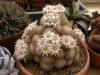 Mammillaria lenta - Кактусы и суккуленты из Харькова от Оли и Сергея Мирошниченко