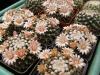 Mammillaria roseo-alba - Кактусы и суккуленты из Харькова от Оли и Сергея Мирошниченко