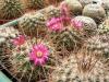 Mammillaria standleyi L086 - Кактусы и суккуленты из Харькова от Оли и Сергея Мирошниченко