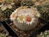 Mammillaria candida - Кактусы и суккуленты из Харькова от Оли и Сергея Мирошниченко