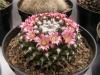 Mammillaria sp - Кактусы и суккуленты из Харькова от Оли и Сергея Мирошниченко