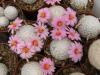 Mammillaria herrerae - Кактусы и суккуленты из Харькова от Оли и Сергея Мирошниченко