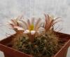 Mammillaria carretii - Кактусы и суккуленты из Харькова от Оли и Сергея Мирошниченко