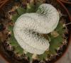 Mammillaria herrerae v. albiflora f cristata - Кактусы и суккуленты из Харькова от Оли и Сергея Мирошниченко