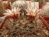 Mammillaria johnstjnii v.sancarlensis - Кактусы и суккуленты из Харькова от Оли и Сергея Мирошниченко