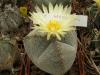 Astrophytum myriostigma v tricostatum - Кактусы и суккуленты из Харькова от Оли и Сергея Мирошниченко