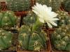 Gymnocalycium denudatum - Кактусы и суккуленты из Харькова от Оли и Сергея Мирошниченко