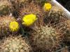 Lobivia thionantha  v. copiapodes P54 - Кактусы и суккуленты из Харькова от Оли и Сергея Мирошниченко