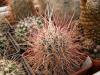 Sclerocactus polyancistrus El Paso - Кактусы и суккуленты из Харькова от Оли и Сергея Мирошниченко