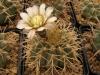 Gymnocalycium ochoterenae v. variispinum - Кактусы и суккуленты из Харькова от Оли и Сергея Мирошниченко