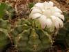 Gymnocalycium damsii v torulosum - Кактусы и суккуленты из Харькова от Оли и Сергея Мирошниченко