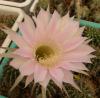 Echinopsis hybr - Кактусы и суккуленты из Харькова от Оли и Сергея Мирошниченко