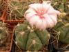 Gymnocalycium buinekeri - Кактусы и суккуленты из Харькова от Оли и Сергея Мирошниченко