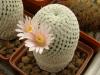 Mammillaria pectinifera - Кактусы и суккуленты из Харькова от Оли и Сергея Мирошниченко