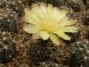 Gymnocalycium andreae - Кактусы и суккуленты из Харькова от Оли и Сергея Мирошниченко