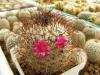 Mammillaria huitzilopochtli v niduliformis - Кактусы и суккуленты из Харькова от Оли и Сергея Мирошниченко