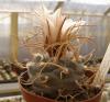 Turbinicarpus rioverdensis v paoli - Кактусы и суккуленты из Харькова от Оли и Сергея Мирошниченко