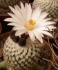 Turbinicarpus valdezianus v albiflorus - Кактусы и суккуленты из Харькова от Оли и Сергея Мирошниченко